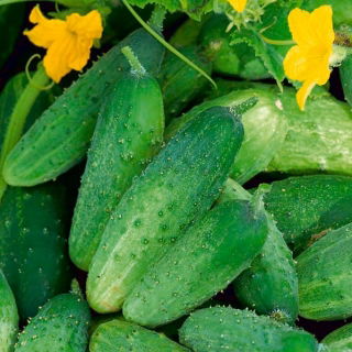 Pepino de campo Izyd F1 - SEMILLAS RECUBIERTAS - 