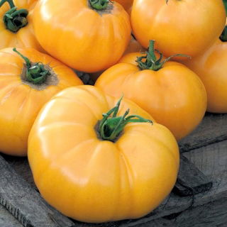 Tomate "Jantar" - NANO-GRO - aumenta o volume da colheita em 30% - 