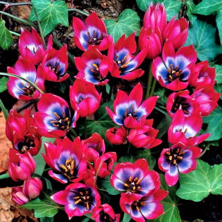 Tulip 'Little Beauty' - XXXL package! - 250 pcs