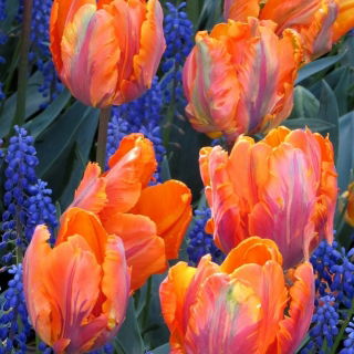 Tulipan 'Prinses Irene Parrot' - stor pakke - 50 stk