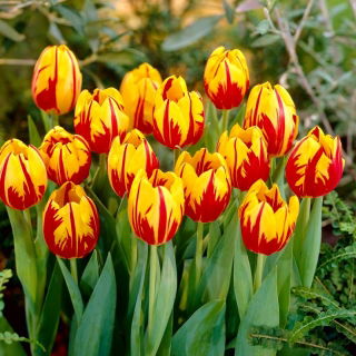 Tulpe 'Mickey Mouse' - großes Paket - 50 Stück