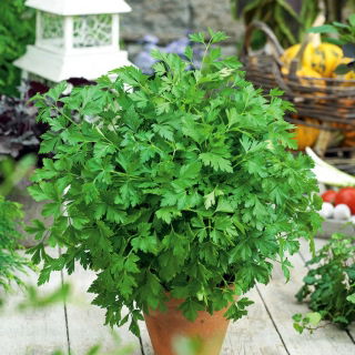 Prezzemolo - Festival 68 - 100 g - Foglie abbondanti per uso fresco e secco - Semi Freschi