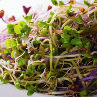 Sprouting seeds with a small sprouter - Fresh Mind Mix