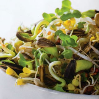 Zaden ontkiemen met een kleine spruit - Winter Energy Mix - 
