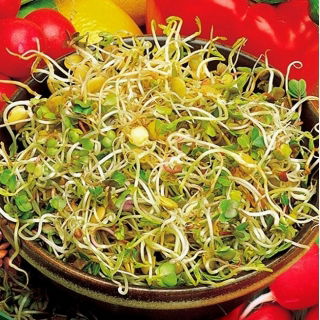 Germogli di semi con un grande germoglio - Ravanello e lenticchia - 