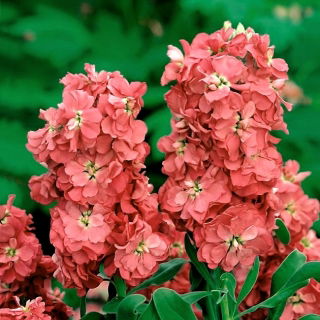 Common stock Excelsior - orange-nude; Brompton stock, hoary stock, ten-week stock, gilly-flower