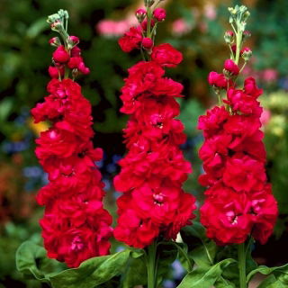 Common stock Excelsior cherry-red and heather purple; Brompton stock, hoary stock, ten-week stock, gilly-flower