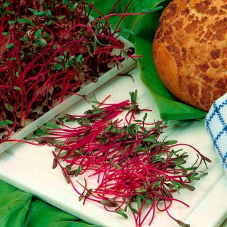 Microgreens - červená řepa - mladé jedinečně chutnající listy - 1 kg - 