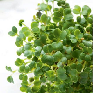 Microgreens - col rizada verde - hojas jóvenes de sabor único - 100 gramos - 