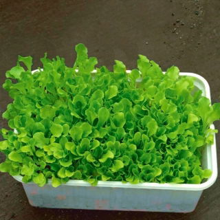 Microgreens - Green lettuce - young uniquely tasting leaves - 100 grams