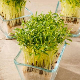 Microgreens - Épinards - jeunes feuilles au goût unique - 250 grammes - 