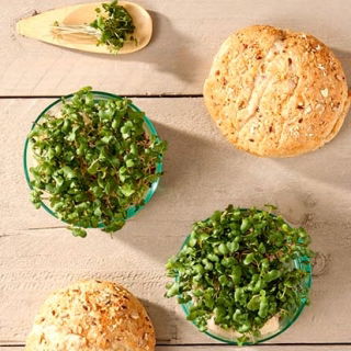 Microgreens - Rutabaga, svensk - unga unikt smakande blad - 250 gram - 