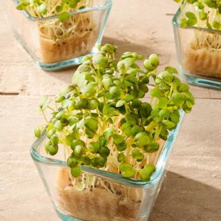 Microgreens - Senape - foglie giovani dal sapore unico - 1 kg - 