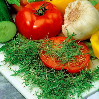 Mikrovihreät - tilli - nuoret, ainutlaatuisen maukkaat lehdet - 1 kg - 