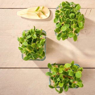 Microgreens - Tournesol - 1 kg - Riche en nutriments, texture parfaite - Graines fraîches