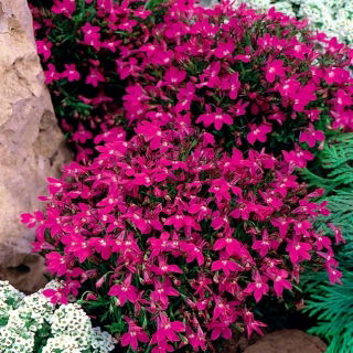 Rosa kantlobelia; trädgårdslobelia - 
