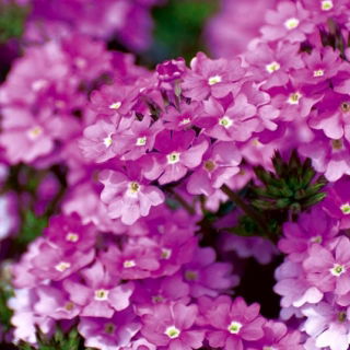 Roze-paarse hangende verbena; ijzerhard - 