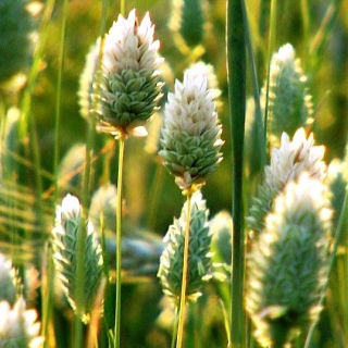 Kanarie gras - 