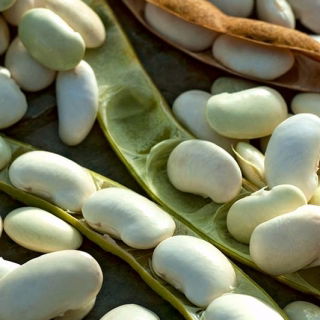 Bean Karo - for dry seeds