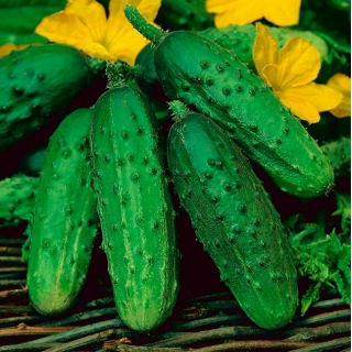 Pepino de campo Poznanski F1 - 