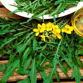 Roket - Arugula Sylvetta; roket taman, eruca - 