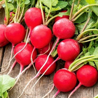 Radish Rumba F1 - röda runda rötter - 