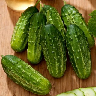 Cetriolo campestre Traper F1 - SEMI A NASTRO CON IDROGEL