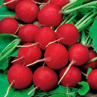 Radish ‘Carmine’ - round, large, delicious roots
