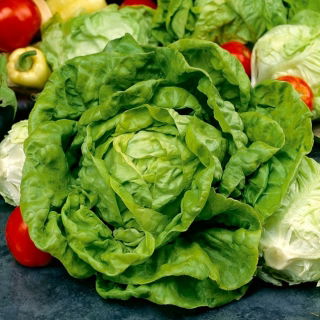 Butterhead lettuce Dippego - varietas terlambat - 