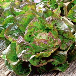 Lechuga verde-roja mantecosa Jubilatka - 