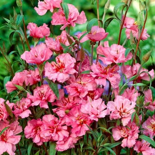 Mølleblomst - lys lyserød - Clarkia elegans - Sart, langblomstrende etårig - Friske frø