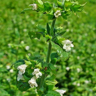 Lemon balm - tanaman melliferous - 100 gram - 