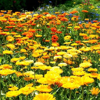 Orvosi körömvirág - mézelő növény - Calendula officinalis - 100 g - Erőteljes növekedés, gyönyörű virágok - Friss vetőmagok