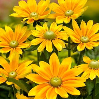 Black-eyed Susan Green Eyes - variété bicolore - 