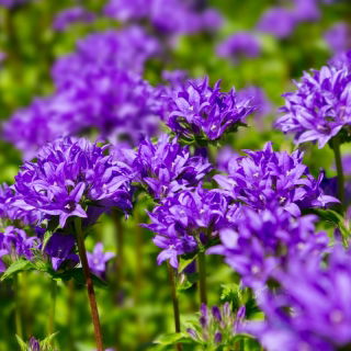 Campanula Agglomerata - Miscuglio - Campanula glomerata - Fioriture vivaci per aiuole estive - Semi Freschi