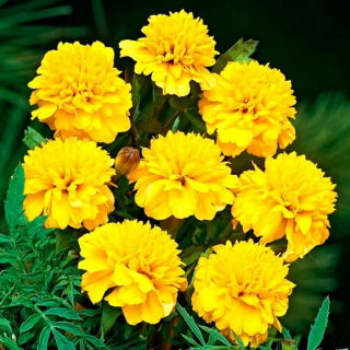 Marigold français Petite Gold - 