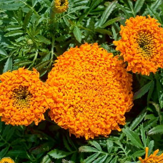 Calendula messicana Pollux Orange; Calendula azteca - 