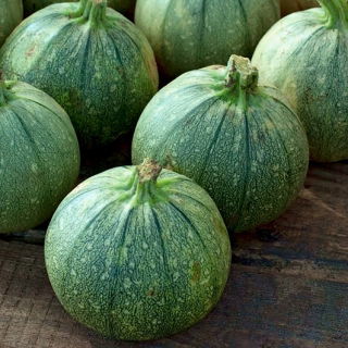 Nice Zucchini - quả hình cầu; quả bí - 