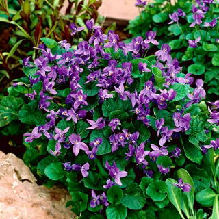 ไม้ไวโอเล็ต Sweet Violet; ม่วงอังกฤษ, ไวโอเล็ตธรรมดา, ไวโอเล็ตของร้านดอกไม้ - 