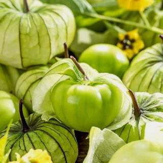 Tomatillo; Mexikansk skaltomat - 