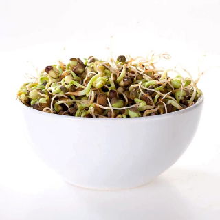 Biji berkecambah - Kacang hijau - 