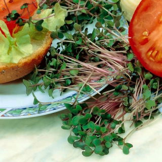Sprouting seeds - pink kale