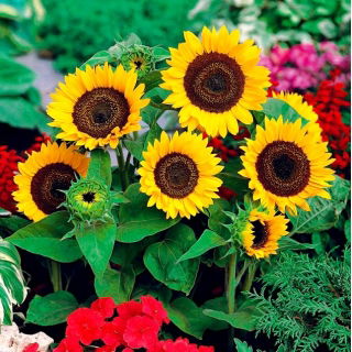Sierzonnebloem Big Smile - grote gele bloemen - 