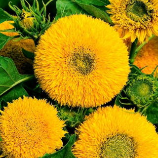 Girasole ornamentale a fiore doppio Nieder Sonengold - 