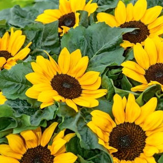 Girasol ornamental Suntastic F1: variedad de bajo crecimiento para macizos de flores - 
