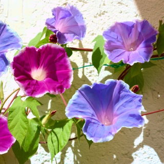 Common morning glory - Morning Call; høj morning glory, purpur morning glory - 