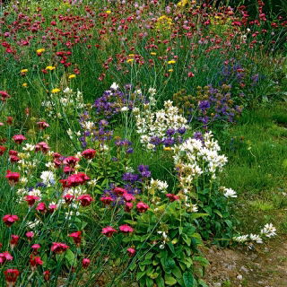 Eden Flowery Meadow - amestec de plante cu flori: selecție largă de culori - 250 de grame - 