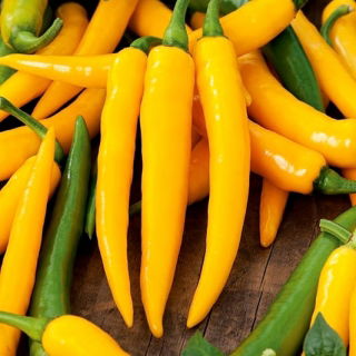 Gul konformad het chilipeppar &quot;Harvey&quot; - 