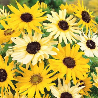 Girasol de hojas de cohombro - Variada - Helianthus debilis - Mezcla de flores de la serie polaca - Semillas frescas