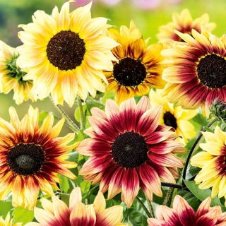 Laagblijvende sierzonnebloem Finesse - 